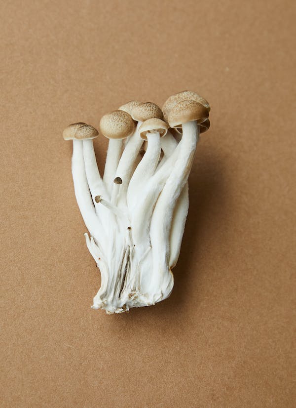 Mushroom gummies for mental clarity